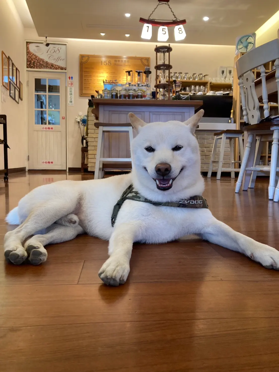 158 咖啡店長 - 柴犬
